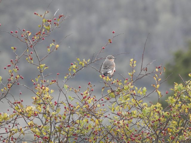 Wheatear · Cissbury Ring · 11/09/26