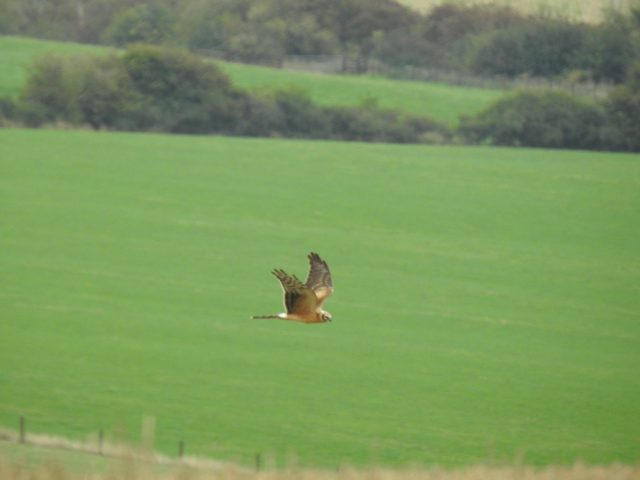 Pallid Harrier · Cissbury Ring · 15/09/2026