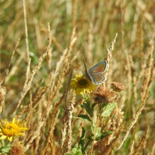 Adonis Blue · Shoreham · 09/09/2026