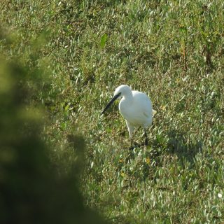 Little Egret · Shoreham · 09/09/2026