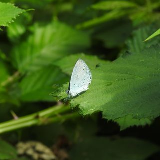 Holly Blue · Brooklands · 20/07/2026
