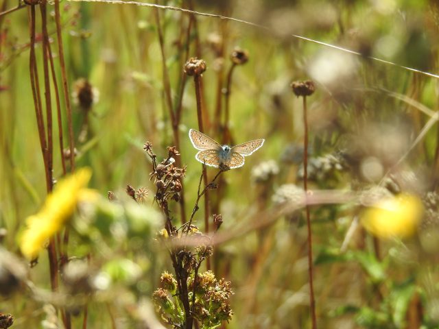 Common Blue · Shoreham · 09/09/2026