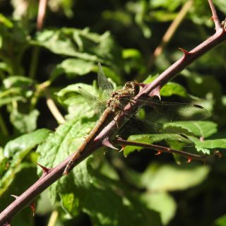 Common Darter · Whiteways · 10/09/2026