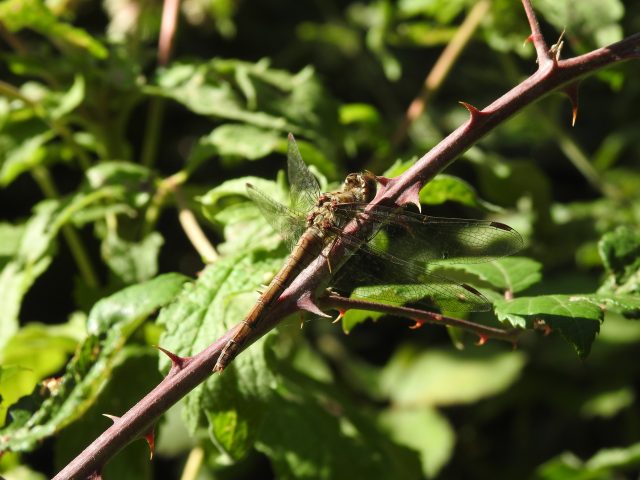 Common Darter · Whiteways · 10/09/26